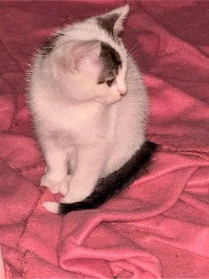 Katzenbabys 