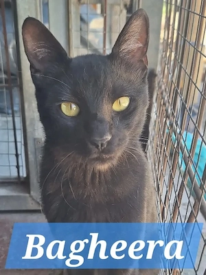 verkuschelter Kater Bagheera liebt Menschen, Hunde und Katzen
