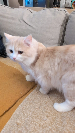 Perser Kater sucht ein neues Zuhause Bild 2