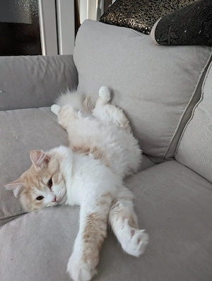 Perser Kater sucht ein neues Zuhause Bild 3