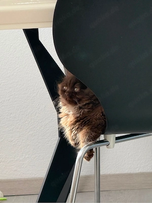 Süßer Langhaar Kater 