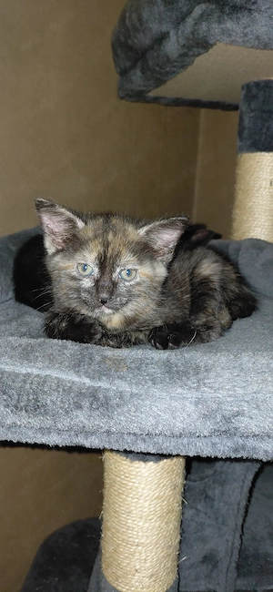 Halbperser Katzenbaby