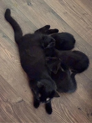 katzenbabys 