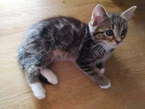 Süße mixkitten abzugeben