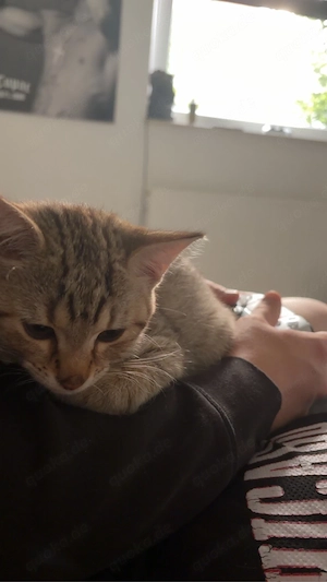 Kater sucht neues zu hause 