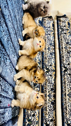 Britisch Langhaar Kitten suchen ein liebevolles Zuhause