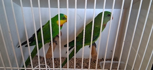 Schildsittich 