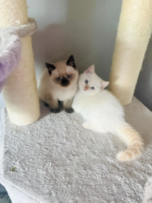 BKH Kitten suchen liebesvolles zu Hause