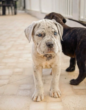 Cane-Corso-Welpe