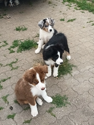 Australian Shepherd welpen 