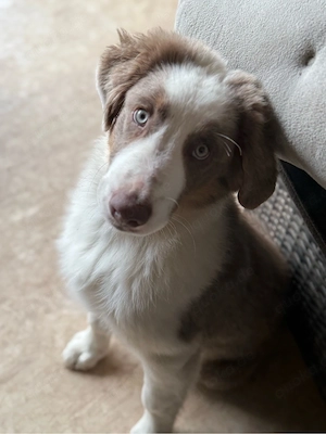 Australian Sheperd