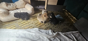 Pomeranian Welpen 