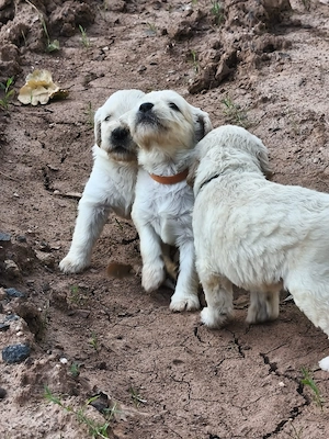 Welpen Goldendoodle F2 Standard groß, Potenzielle Assistenz-Therapiehunde