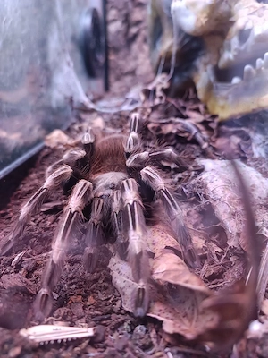 Nhandu Chromatus adult 0.1 