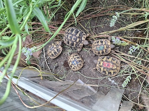 Griechische Landschildkröten THB 2024 25