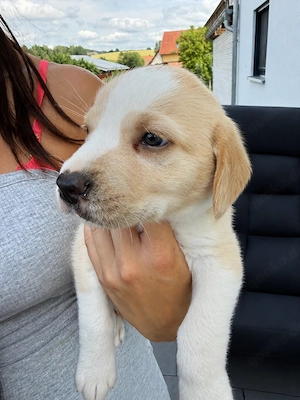 Labrador Mischlingswelpen 