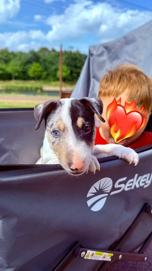 miniatur bullterrier Merle mini bullterier welpe 