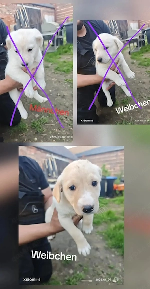 ich suche ein neues Zuhause