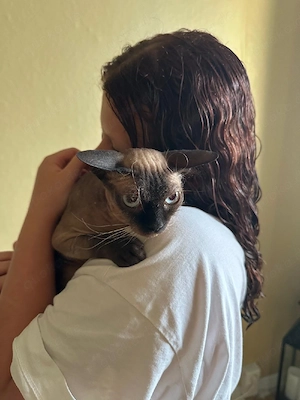 Cornish Rex-Sphynx Mix