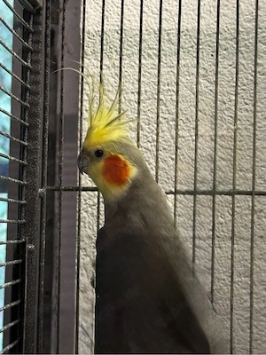 nymphensittich hahn
