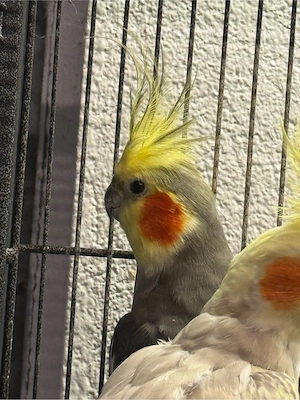 nymphensittich hahn