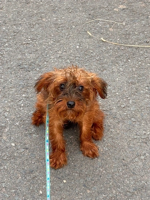 Yorkshire Mix