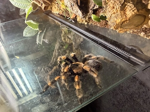 brachypelma hamorii