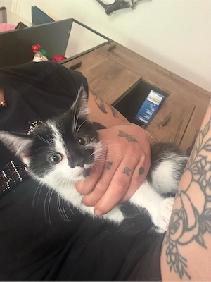 2 süße babykatzen (weibchen) suchen ein liebevolles zuhause 