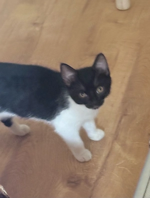 2 süße Babykatzen (Weibchen) suchen ein liebevolles Zuhause