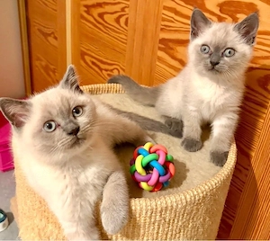 Süsse BKH Kitten Blue Point