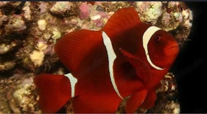 suche samt anemonen clowns fische pärchen 