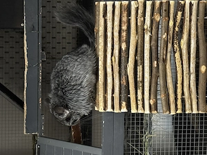 Agonda Chinchilla zwei Mädchen zu verkaufen nur zu zweit seltene Rasse 9 Monate alt Bild 5