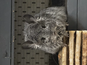Agonda Chinchilla zwei Mädchen zu verkaufen nur zu zweit seltene Rasse 9 Monate alt Bild 4