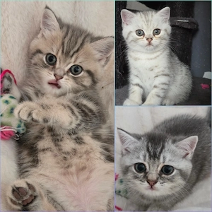 Bkh Kitten mit Stammbaum 