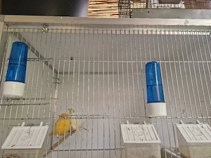 Kanarienvögel 2 weibchen 2 mänchen 