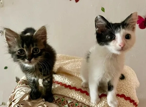 Cosima & Enrico Verspieltes Traumpärchen sucht spannendes Zuhause