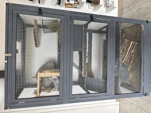 Agonda Chinchilla zwei Mädchen zu verkaufen nur zu zweit seltene Rasse 9 Monate alt Bild 8