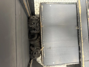 Agonda Chinchilla zwei Mädchen zu verkaufen nur zu zweit seltene Rasse 9 Monate alt Bild 6