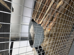 Agonda Chinchilla zwei Mädchen zu verkaufen nur zu zweit seltene Rasse 9 Monate alt Bild 10