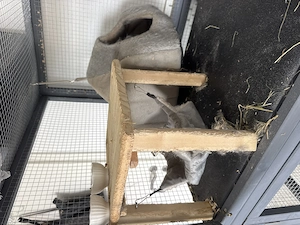 Agonda Chinchilla zwei Mädchen zu verkaufen nur zu zweit seltene Rasse 9 Monate alt Bild 9