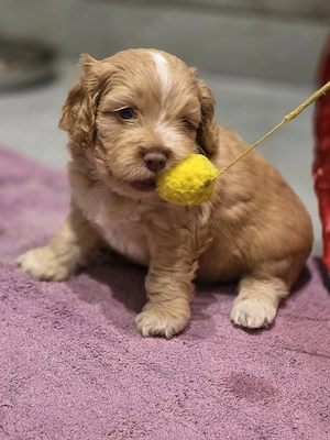 Cockapoo Toy Pudel American Cocker mit Ahnentafel 