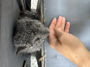 Agonda Chinchilla zwei Mädchen zu verkaufen nur zu zweit seltene Rasse 9 Monate alt Bild 7