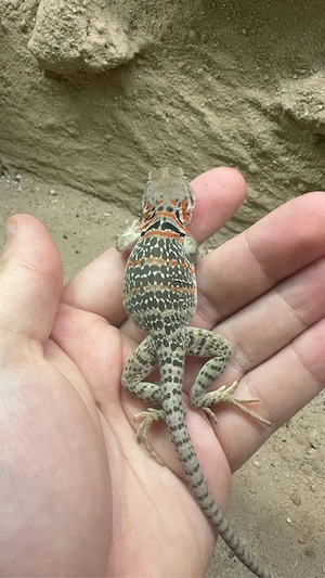 Nachzuchten von Crotaphytus collaris collaris 