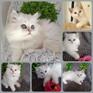 Britisch kurz und langhaar Katerchen, 2 mal geimpft, gechipt mit Stammbaum 