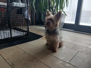 Welpen  Yorkshire Terrier