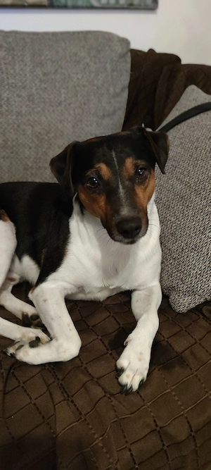 Jack Russell Terrier  Dino  sucht ein liebevolles Zuhause Langbeiner Reinrassig glatthaar
