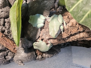 Korallenfinger Laubfrosch Gruppe inkl. Terrarium 