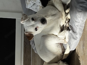 Jack Russell Terrier Hündin  Mila  sucht ein liebevolles Zuhause Langbeinig reinrassig 