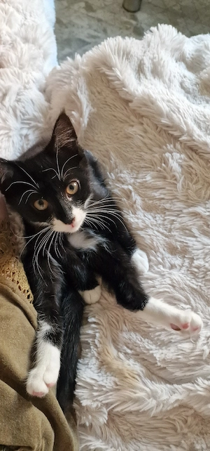 Bezauberndes Maincoon-EKH-Mix- Kitten (kurzhaar)