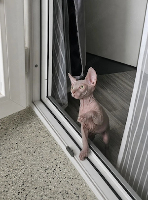 Kanadian Sphinx Junge Kitte